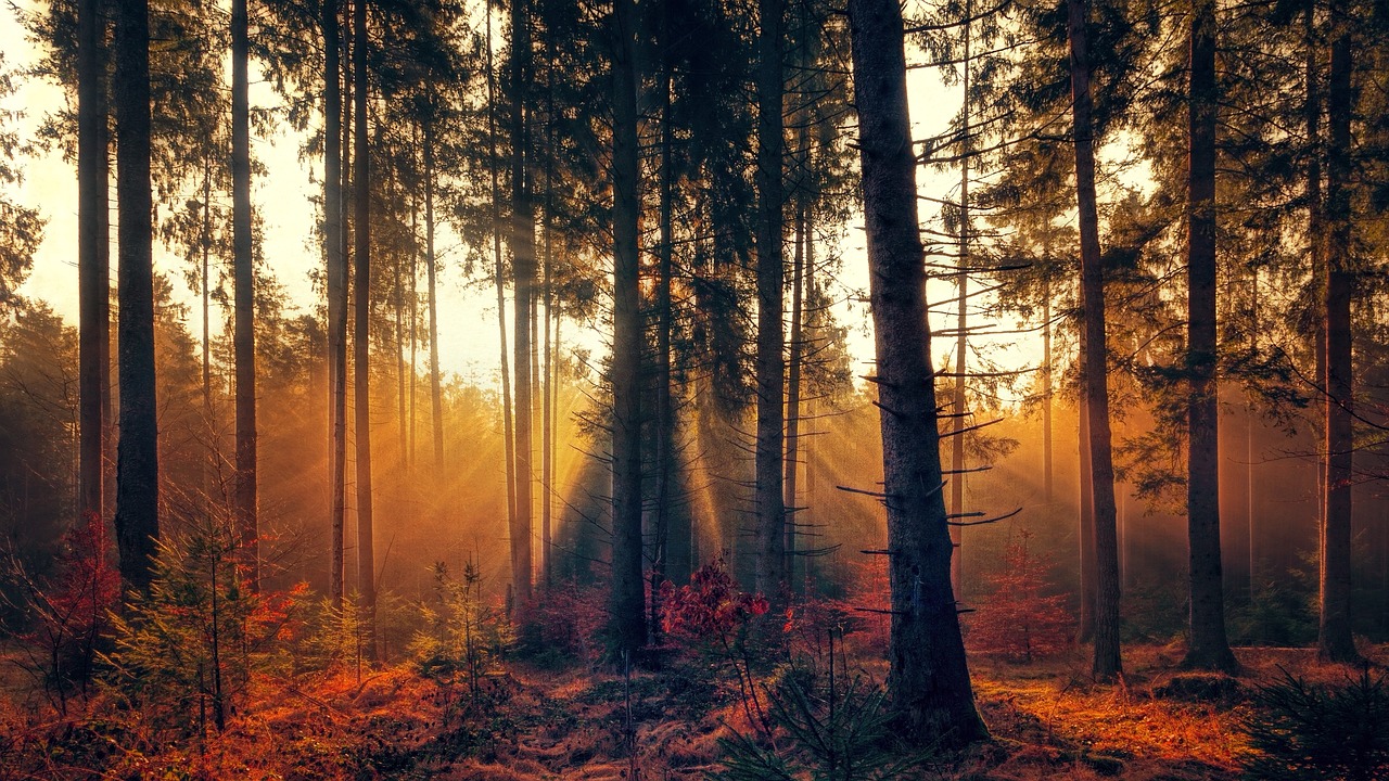 Sinnesgeschichte Magischer Wald